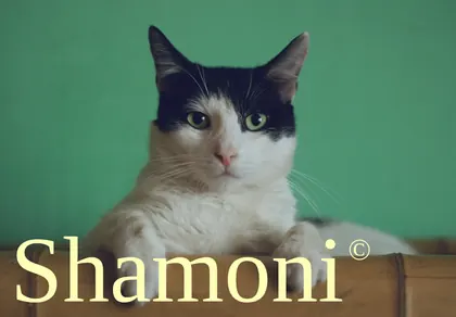 Превью Shamoni